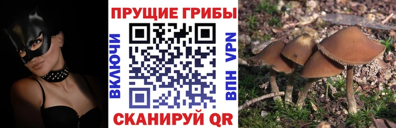 Псилоцибиновые грибы Psilocybe  Купить  Нытва 